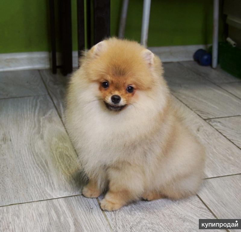 Купить Мини Собаку В Спб