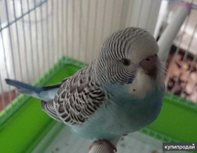 Отдам попугая