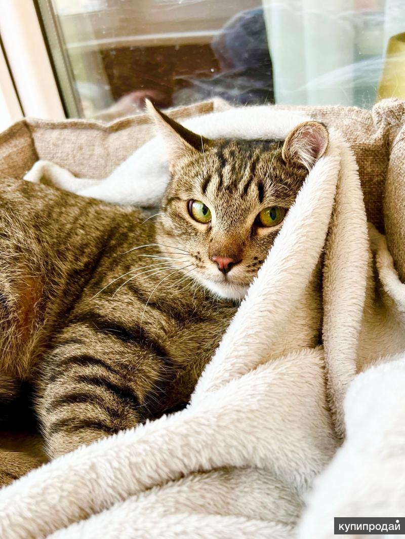 Этот котик полосатый