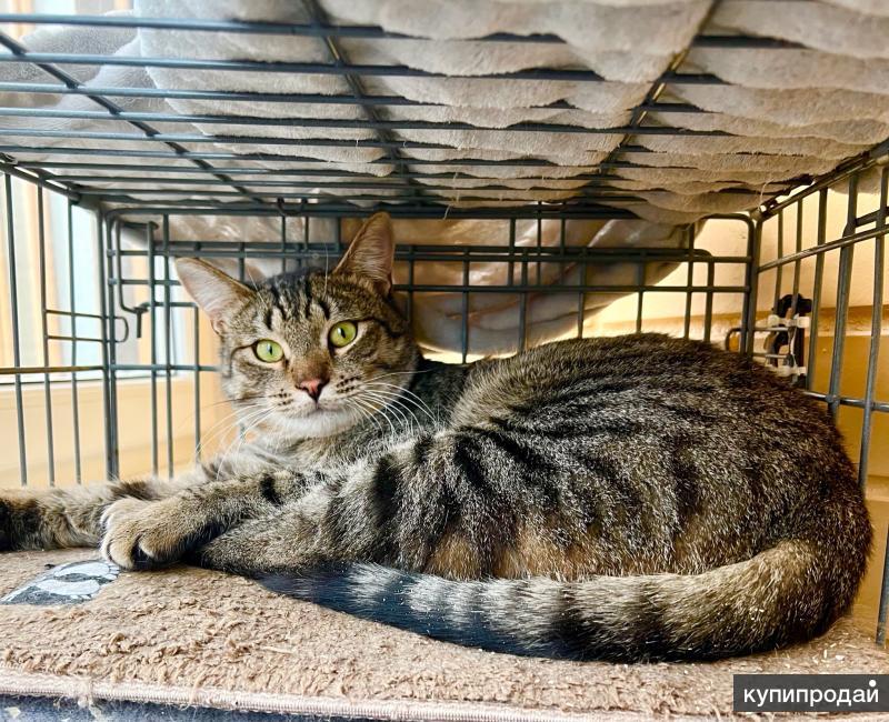 Этот котик полосатый