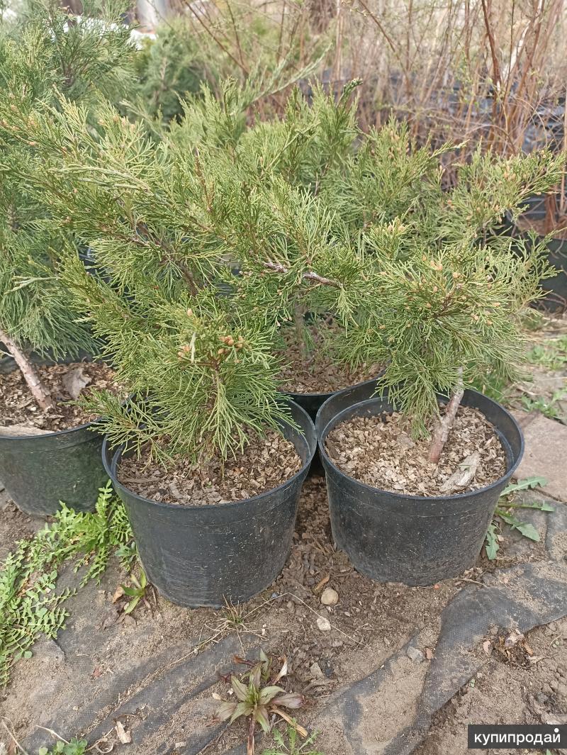 Хвойные волгоград. Наша хвоя волгоград. Сосновый лес волгоград. Сосна на новый год. Хвойный лес волгоград.