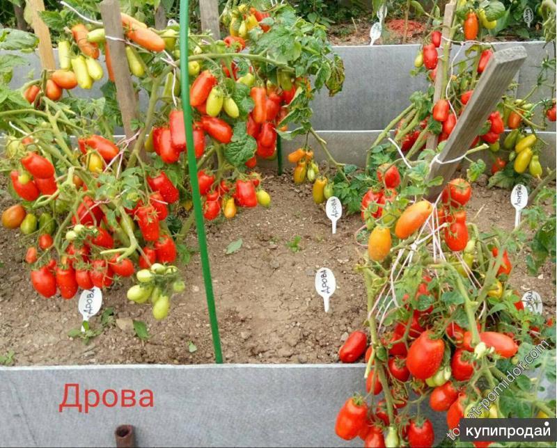 Томат дрова описание отзывы фото урожайность