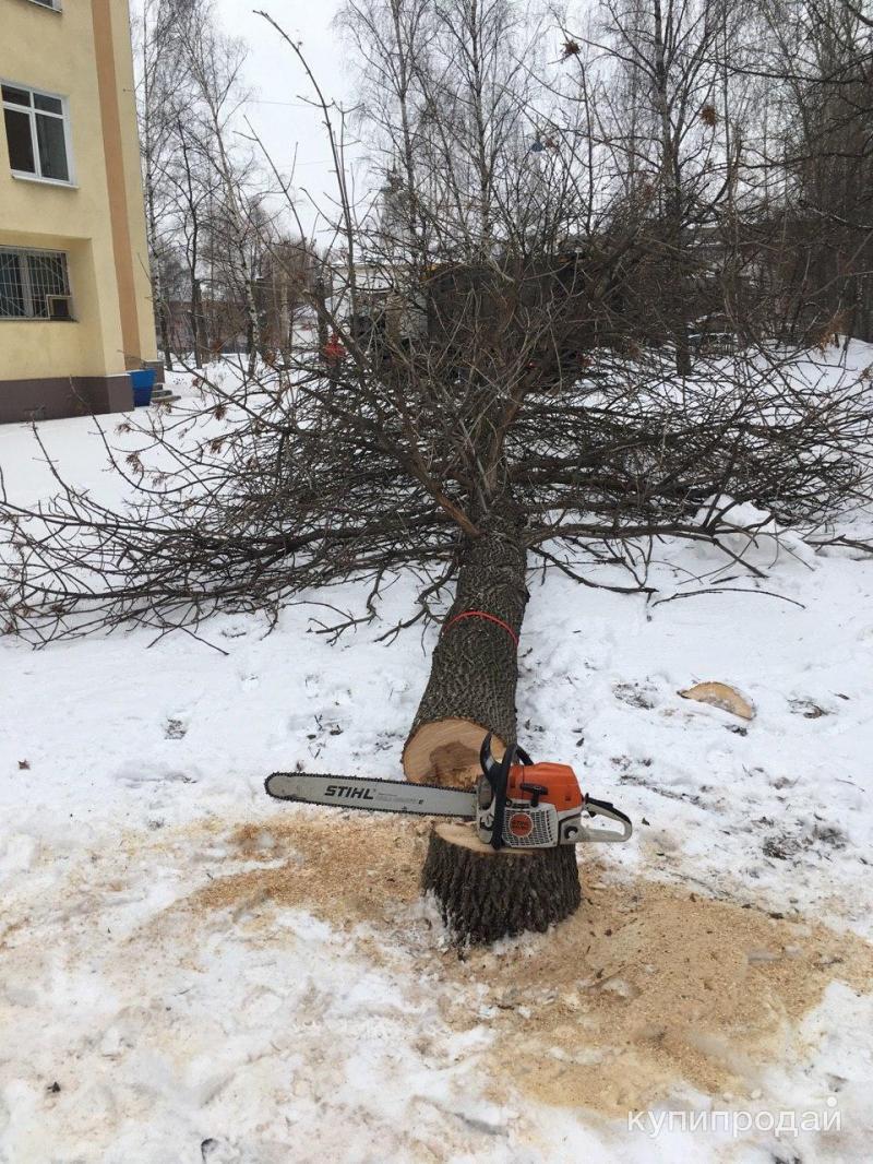 Спилил дерево перед домом. Спиленное дерево. Спил деревьев на участке. Спиливание аварийных деревьев. Спиленные деревья на участке.