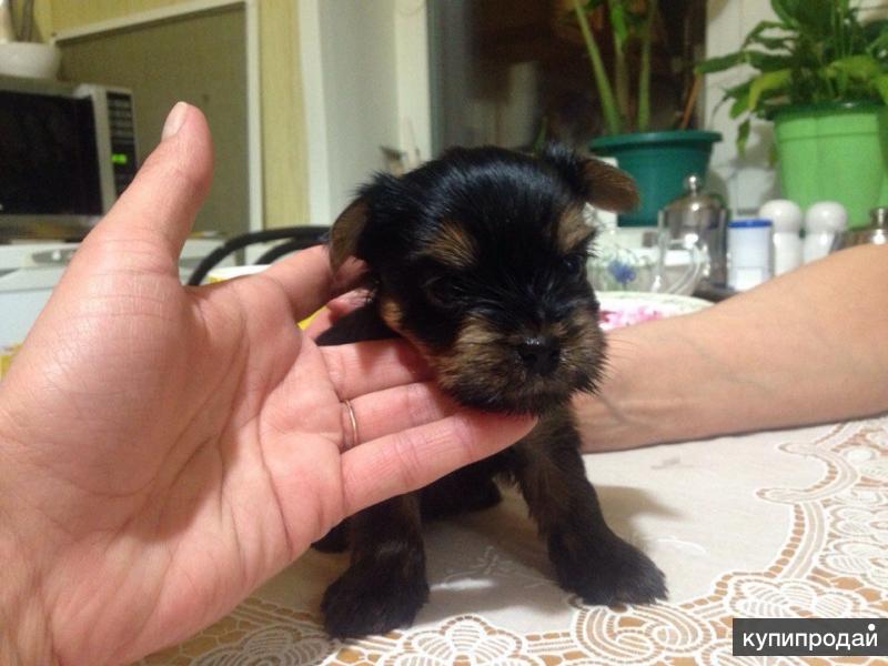 Авито северодвинск собаки. Авито северодвинск собаки. Авито северодвинск собаки. Авито северодвинск собаки. Питомник в северодвинске.