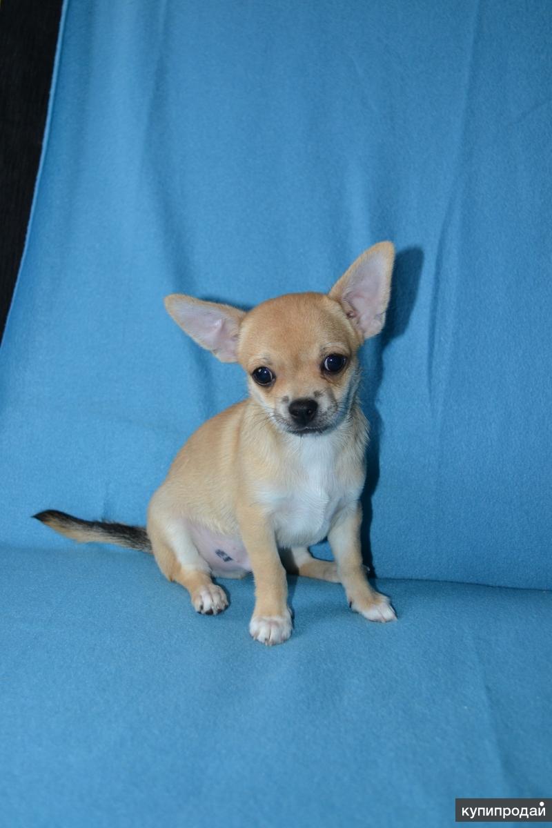 Пермь собаки чихуахуа. Домик азалии питомник чихуахуа тверь. Чихуа. Чихуахуа мини. Чихуахуа пермь мини является ли аллергию.