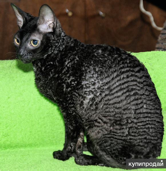 Корниш рекс. Корниш рекс вислоухий. Кошка каракуль. Кудрявая кошка корниш рекс. Котики корниш рекс.