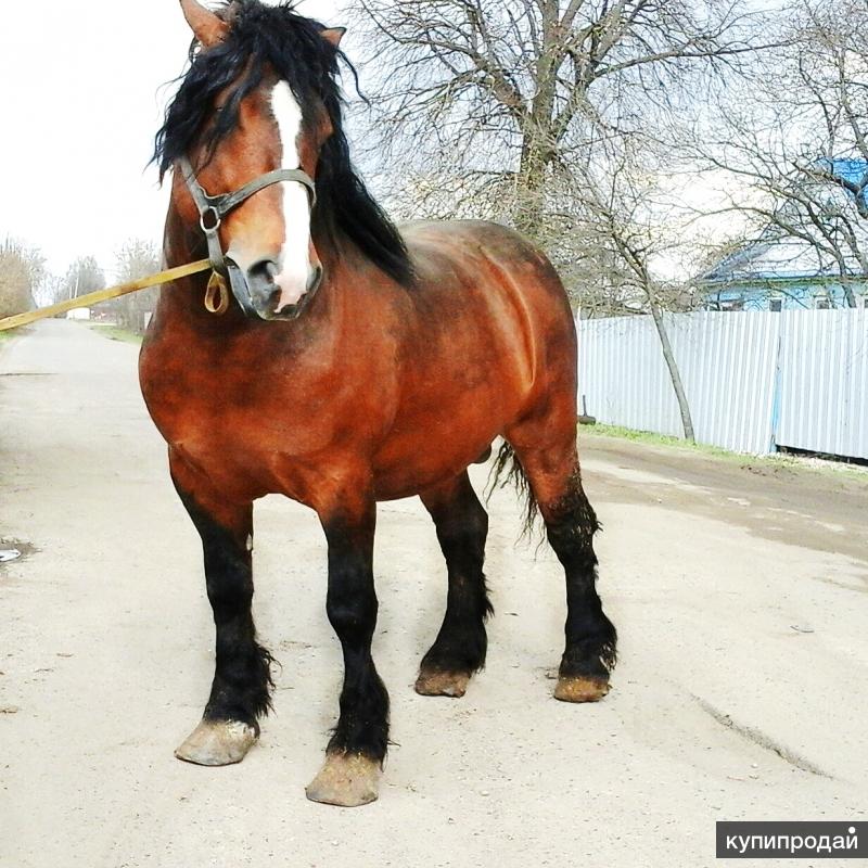 Купить лошадь тульская область. Частные лошади. Дешевая рабочая лошадь. Тульская лошадь. Новомосковск кони.
