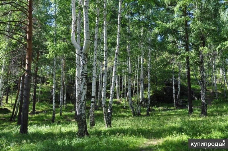 Земельный участок под усадьбу или родовое поместье