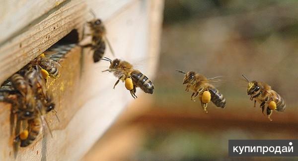 Когда просыпаются матки ос Polistes ? | Клуб Любителей Муравьев