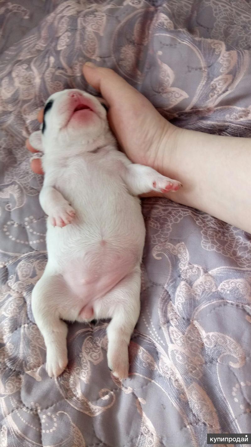 новорожденные щенки бульдога фото