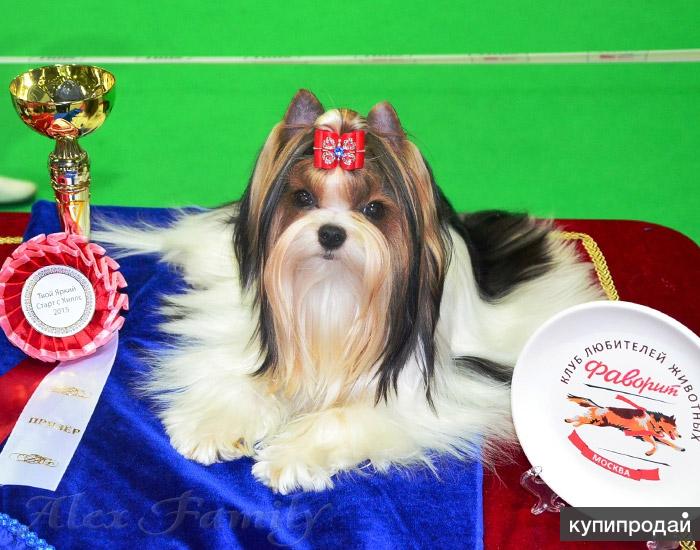 Бивер Йорк Купить В Москве