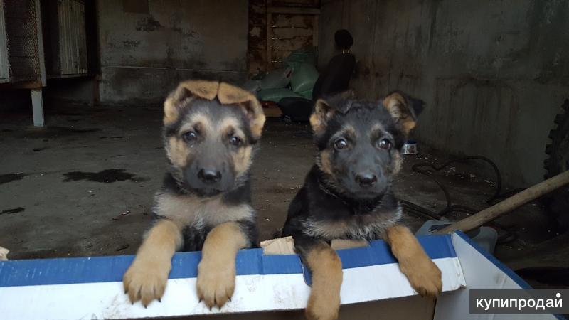 щенка овчарки в добрые руки авито. щенки овчарки в добрые руки бесплатно. отдать щенка немца даром. недорогие щенки немецкой овчарки. линда щенок овчарки.