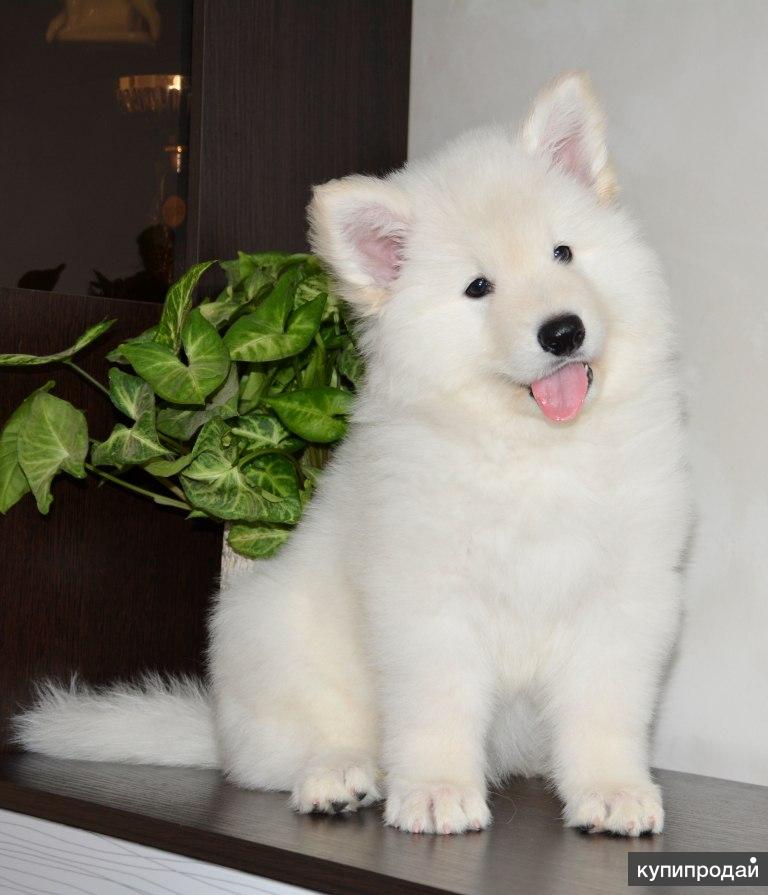 Белая Швейцарская Овчарка Купить Москва