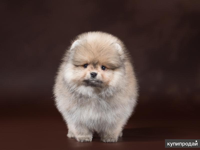 щенки шпица. померанский шпиц медвежьего типа мини. мини шпиц новосибирск. шпиц померанец. померанский шпиц кутенок.