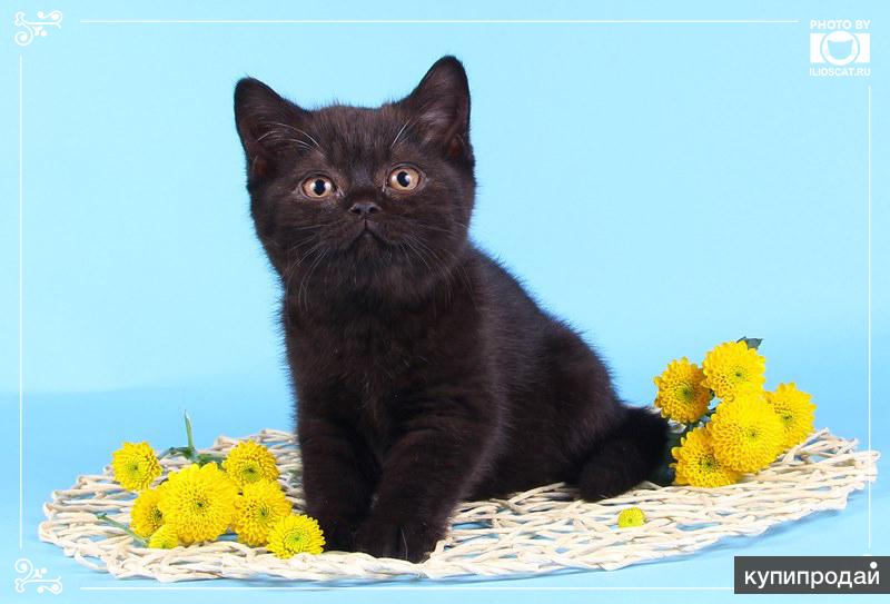 Черные британские котята