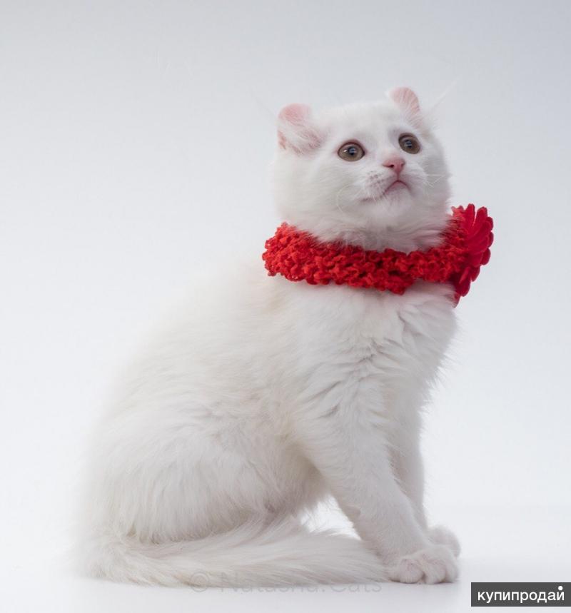 Котята породы американский керл