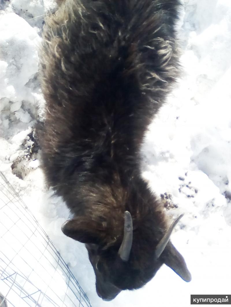 Породистая коза в Иглине