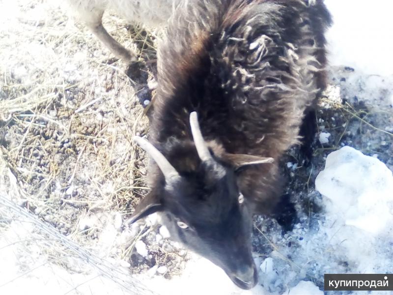 Породистая коза в Иглине