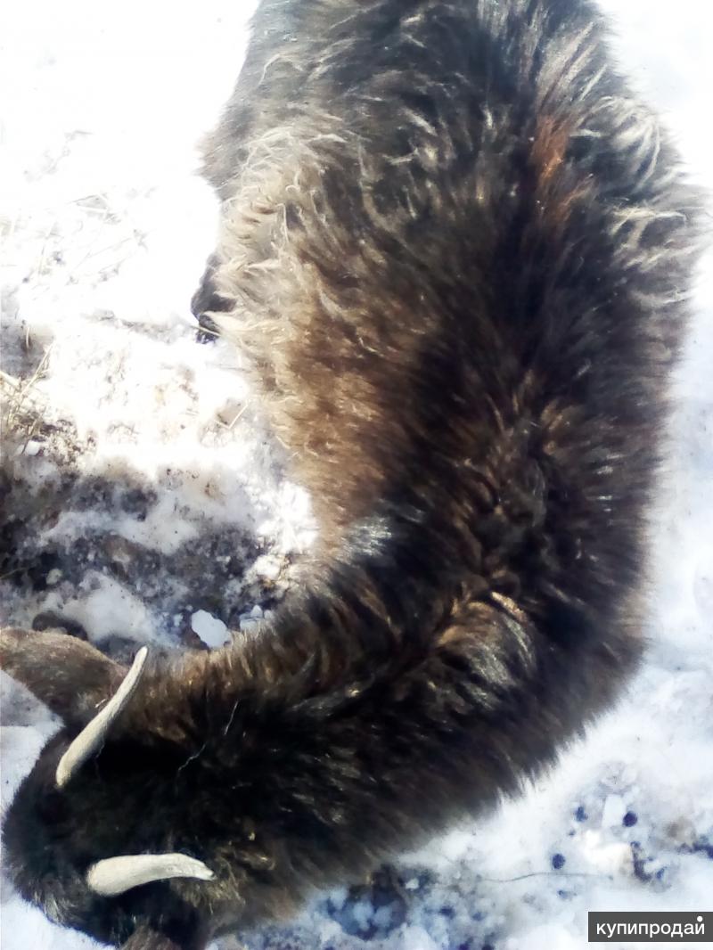 Породистая коза в Иглине