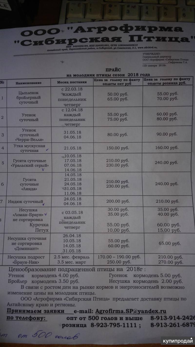 Прайс лист птицефабрики. Сибирская птица прайс лист. ООО Агрофирма Сибирская птица Алтайский край. Агрофирма Сибирская птица Алтайский край прайс лист. Сибирская птица птицефабрика Алтайский край прайс лист.