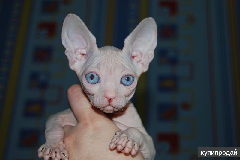 Сфинксы тула. Что мистического в сфинксах в санкт-петербурге. Монгольский сфинкс. Сфинксы тула. Купить сфинкса в туле.