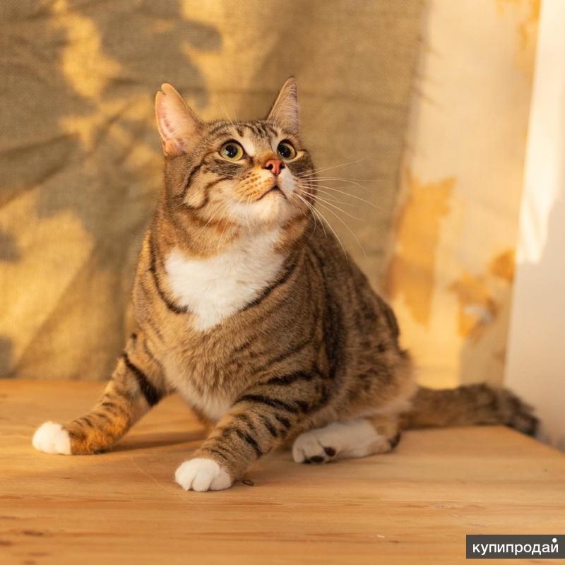 Особенный котик ищет дом
