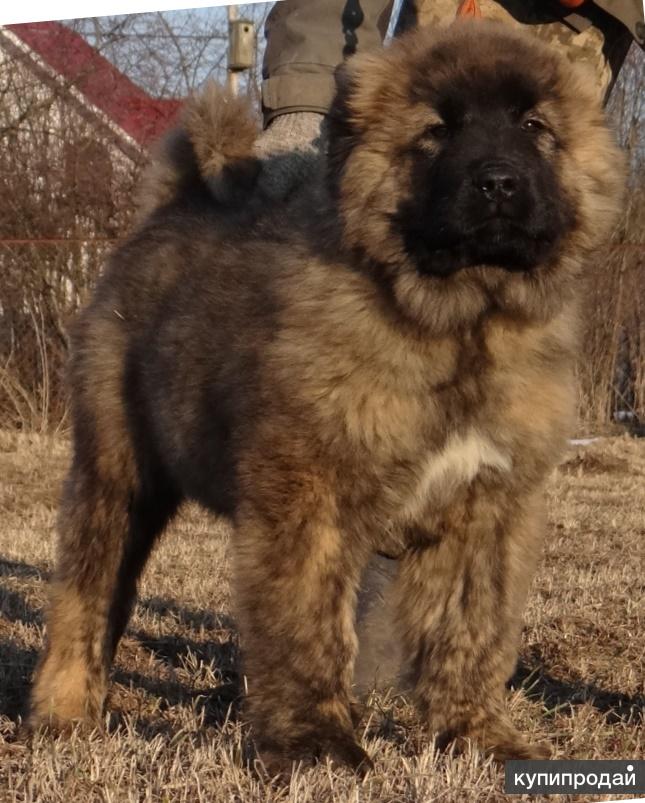 кавказская овчарка короткошерстная. продам кавказца. наталья кайнова кавказская овчарка. ркф чемпионы кавказская овчарка. кавказская овчарка черная.