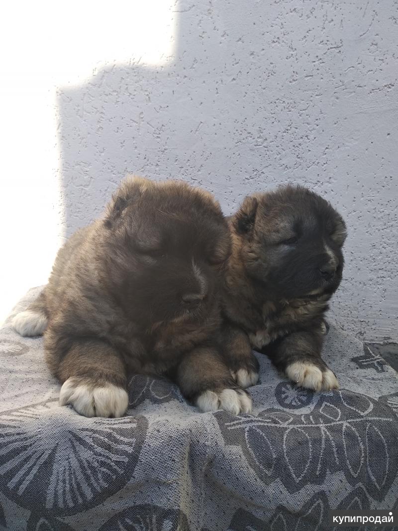авито симферополь собаки. западно сибирская лайка. домашний алабай. домашняя собака симферополе. собака симферополь.