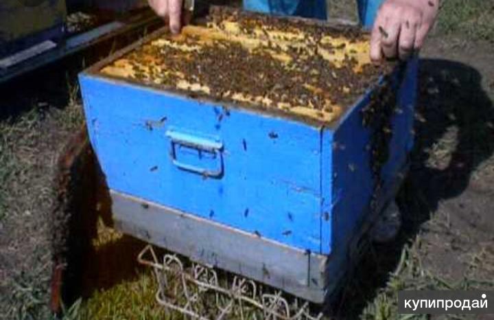 Пчелосемьи купить тамбовской области. Моя реклама Белгородская область пчёлы. Продаю пчелосемьи образец объявление. Продам пчелу на запчасти.