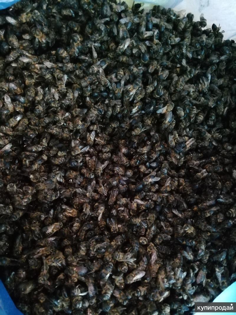 пчела засушенная. подмор сушеный. пчелиный подмор, 100г. пчелиный подмор. пчелиный подмор.