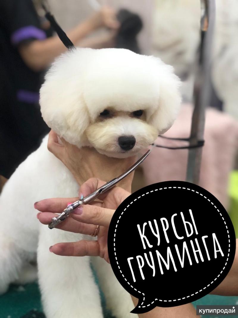 обучение грумингу собак в казахстане