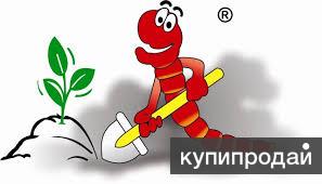 Продам семью червей Старатель в ящике (вес 10-12кг)
