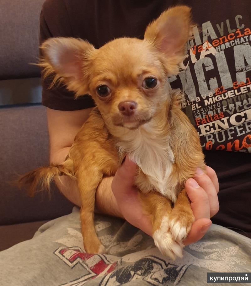 Чихуахуа в 6 месяцев. Чихуахуа 6 мес длинношерстные. Длинношерстный чихуахуа 6 месяцев. Щенок длинношёрстный чихуахуа 6 месяцев. Щенок чихуахуа длинношерстный 4 месяца