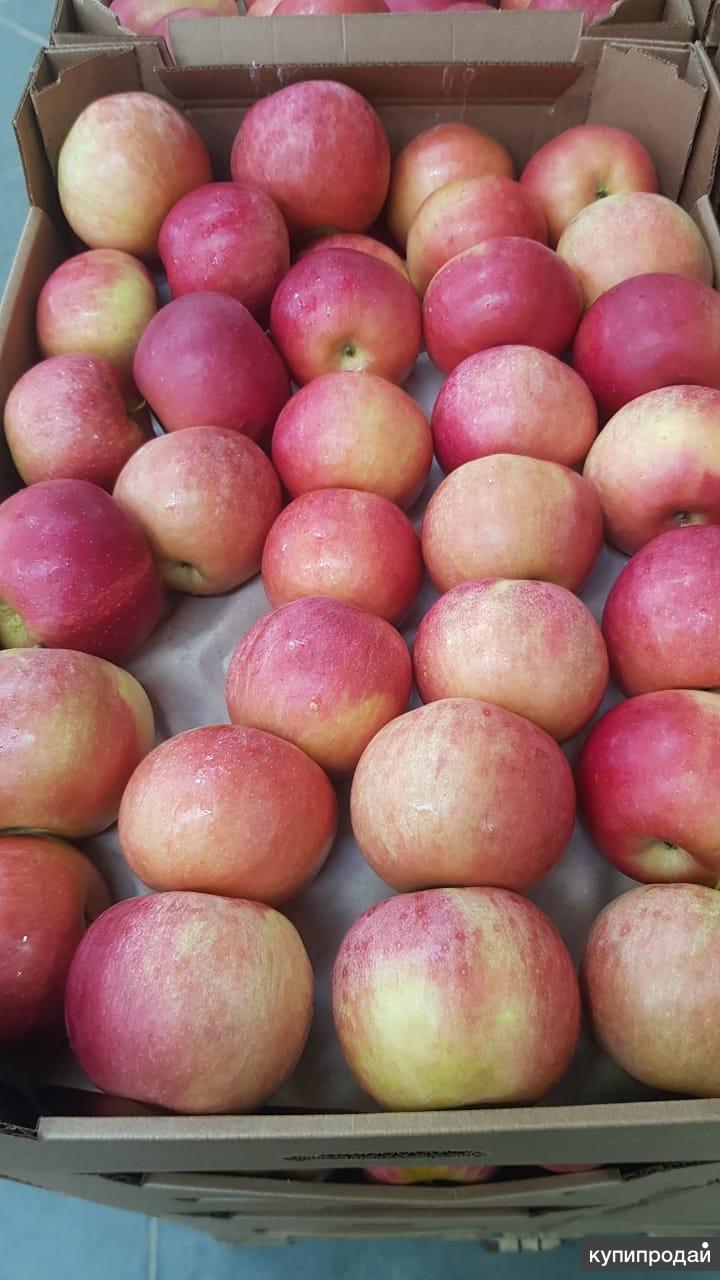 Купить Яблоко Оптом Авито