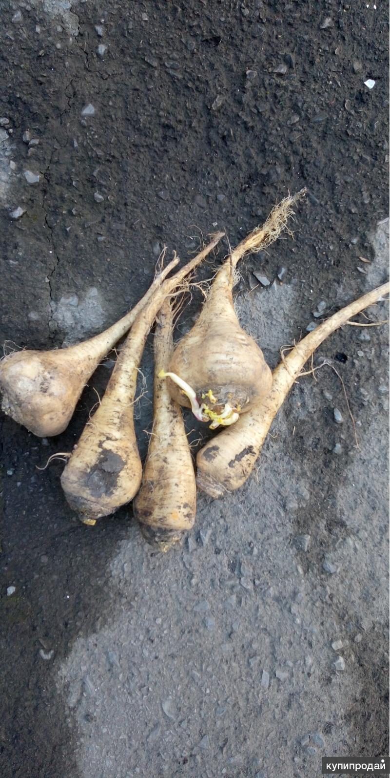 Три белых корня. Белый корень. Растение с белым корнем. Корень бел