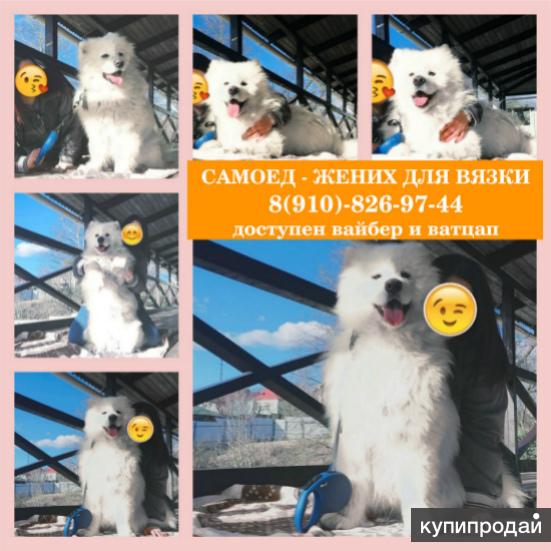 Самоеды женихи для вязки