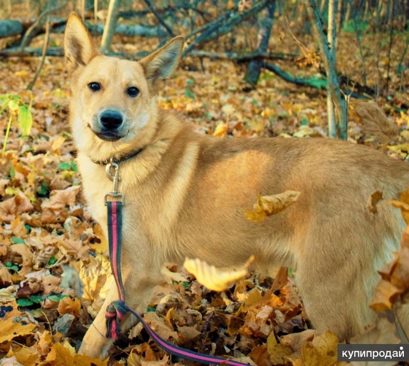 Как выглядит собака балу