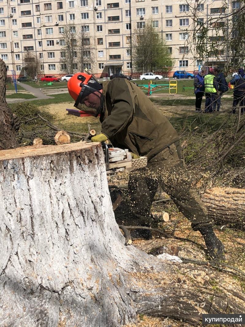 Спил деревьев в снт. Спиленное дерево. Спил деревьев Курск. Спил деревьев реклама. Большая расчистка деревьев.