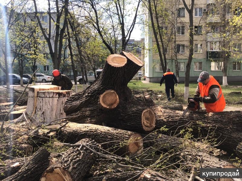 Городской спил деревьев. Спил деревьев Сергиев Посад. Спиленное дерево. Спил сухих деревьев. Спиленные деревья Калининград.