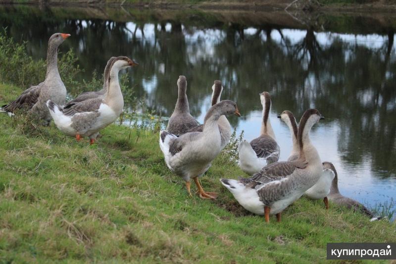московский гусь. гусята холмогоры. владимирские глинистые гуси. холмогорские гуси. белые тульские гуси.