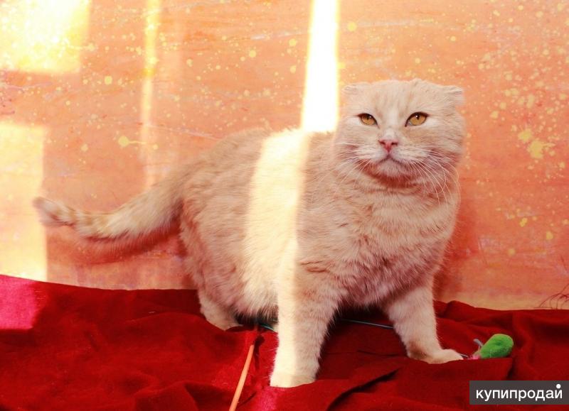 Лелик кот