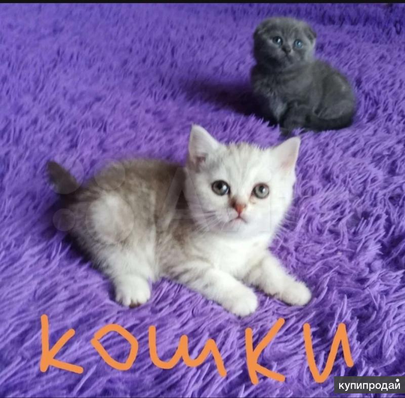 Шотландские Котята Купить В Тамбове