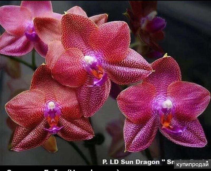 P ld. Фаленопсис LD Sun Dragon. Фаленопсис LD Sun Dragon ‘Snake Scale. Phalaenopsis LD Sun Dragon. P.LD Sun Dragon Snake Scale.