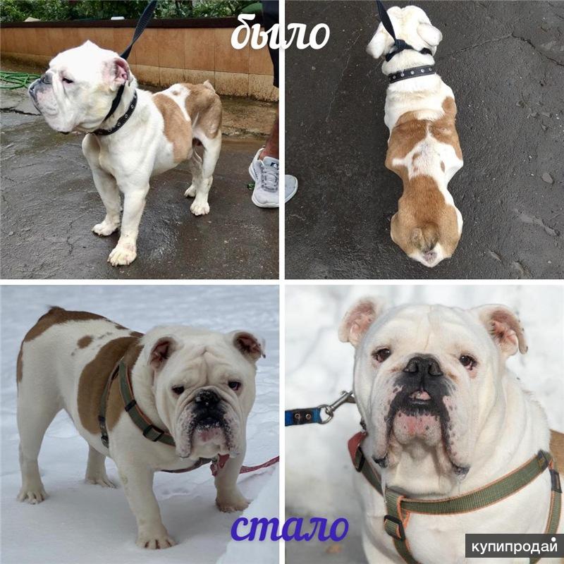 Бульдоги в добрые руки в москве