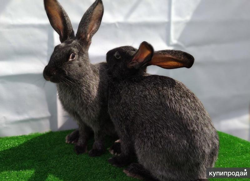 Купить Кроликов В Курганской Области