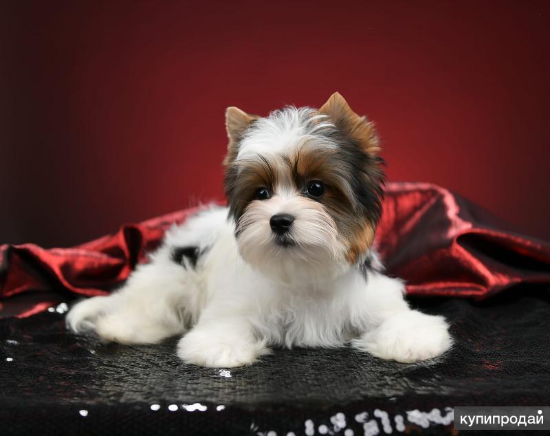 Купить Щенка Бивер В Москве Недорого