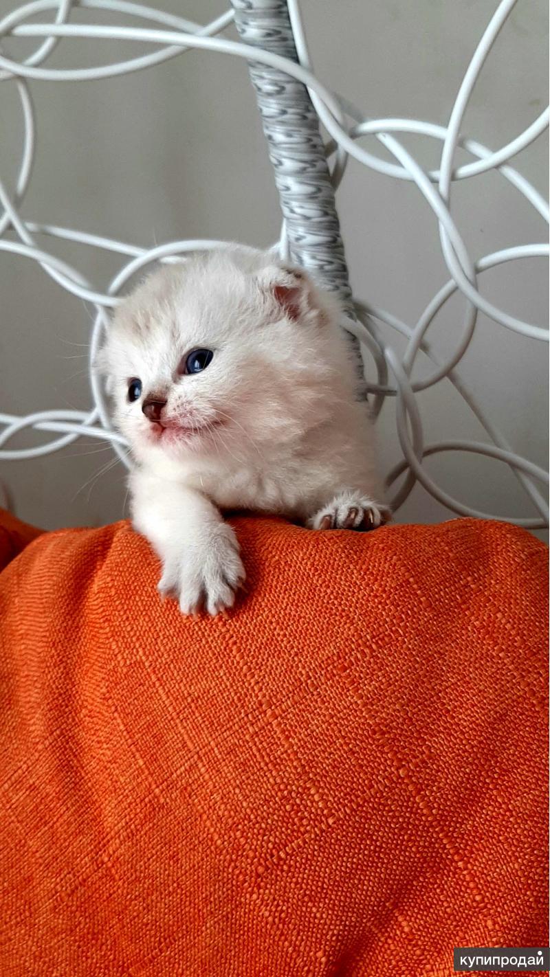 Вислоухие котята 2 недели