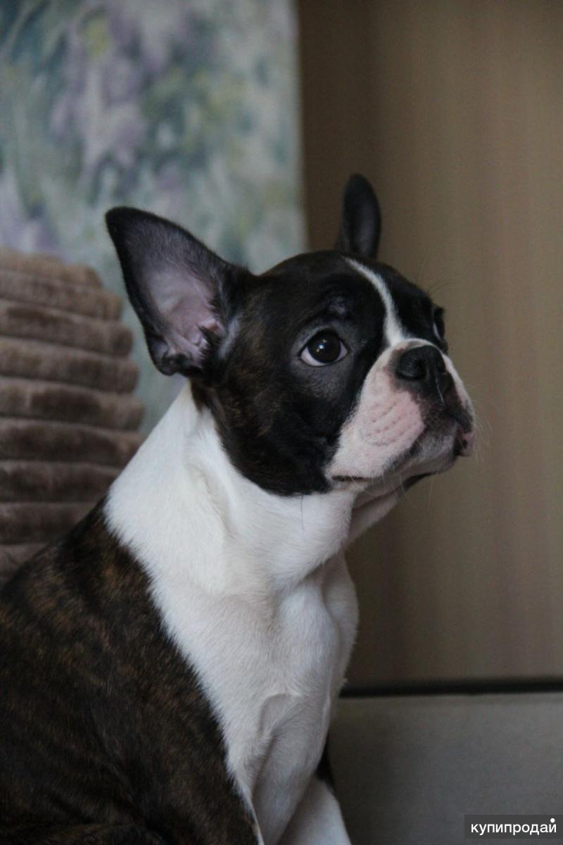 Бостон терьер заводчики. Бостон петербург. Стандарт бостон терьера ркф. Питомник бостон терьеров в спб. Бостон терьер щенки.