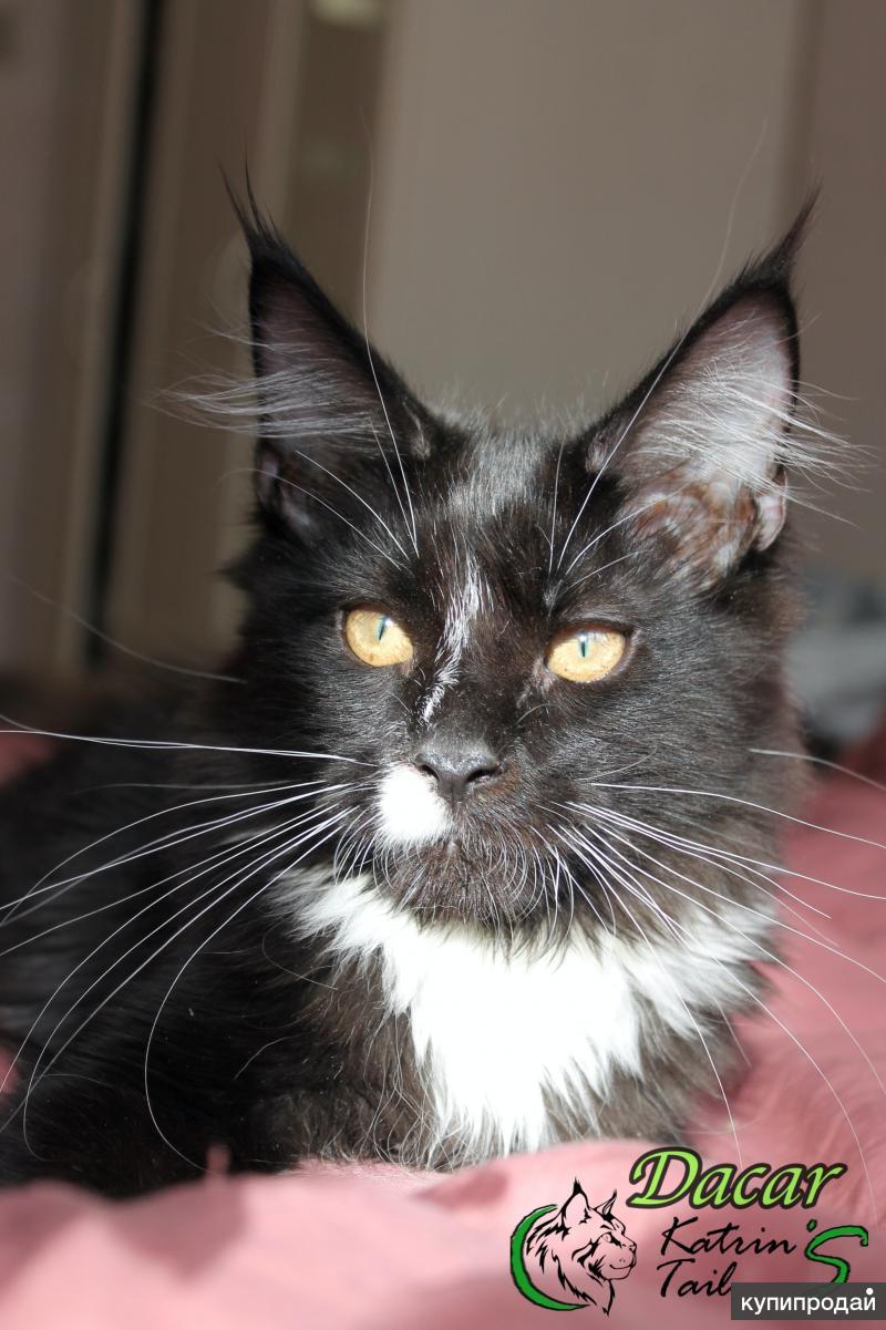 Мейн кун полгода. Мейн кун 2 месяца. Мейн кун в 7 месяцев кошка. Мейн кун полгода. Мейн кун ханты-мансийск.