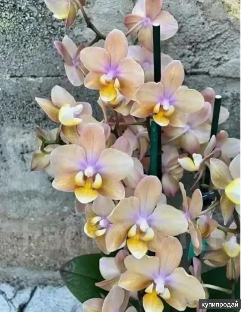Орхидея бабочка одорион фото